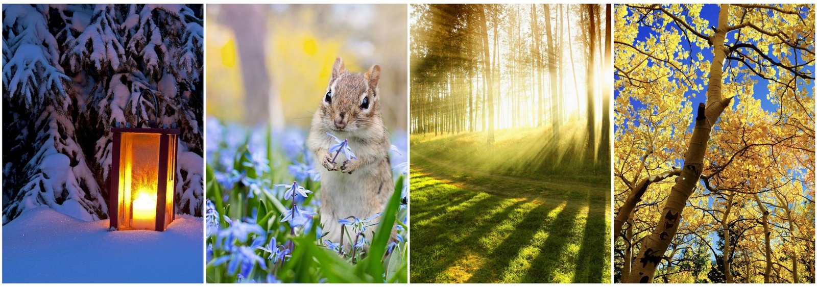 huis te koop met tuin